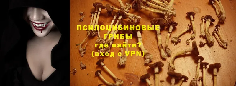 Псилоцибиновые грибы Psilocybe  цены   Бузулук 